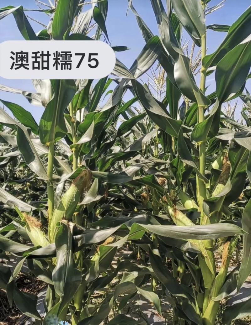 澳甜糯75玉米种子大棒甜加糯玉米种子鲜食白糯玉米种籽