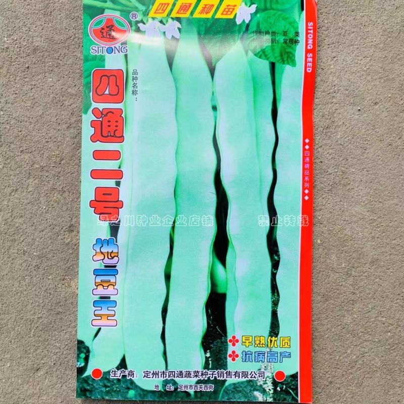 四通二号地豆王种子无架芸豆种子早熟丰产抗病扁条形二季豆种