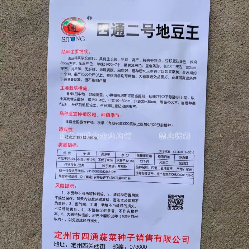 四通二号地豆王种子无架芸豆种子早熟丰产抗病扁条形二季豆种