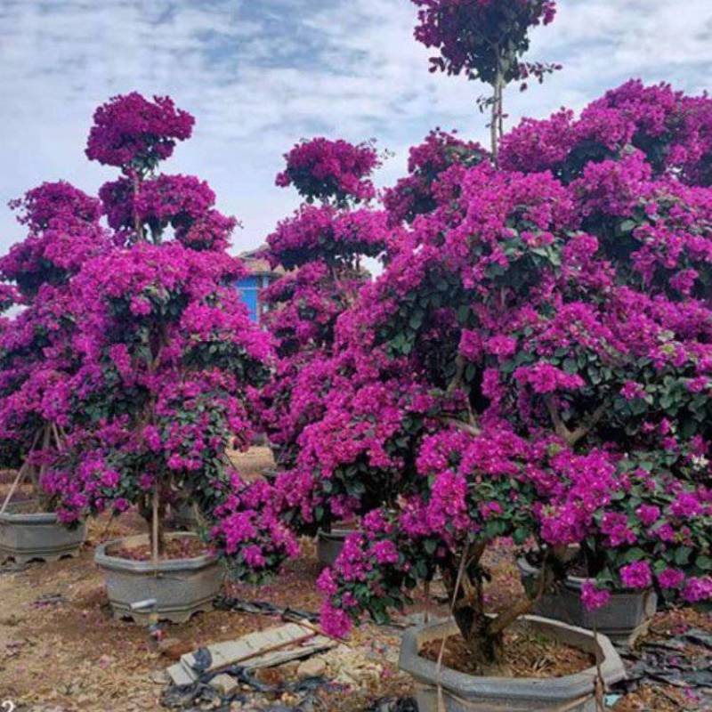 紫色花三角梅，造型三角梅桩景