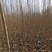西华县红花镇供应1-3公分杨树苗