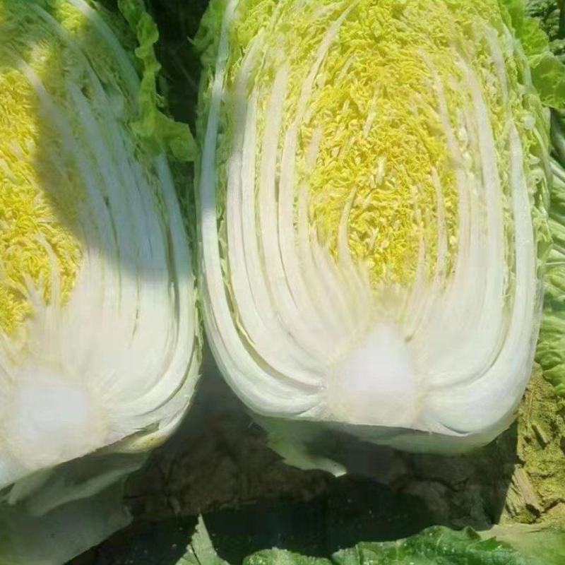 【旺铺】优质白菜装车一条龙服务，欢迎前来选购