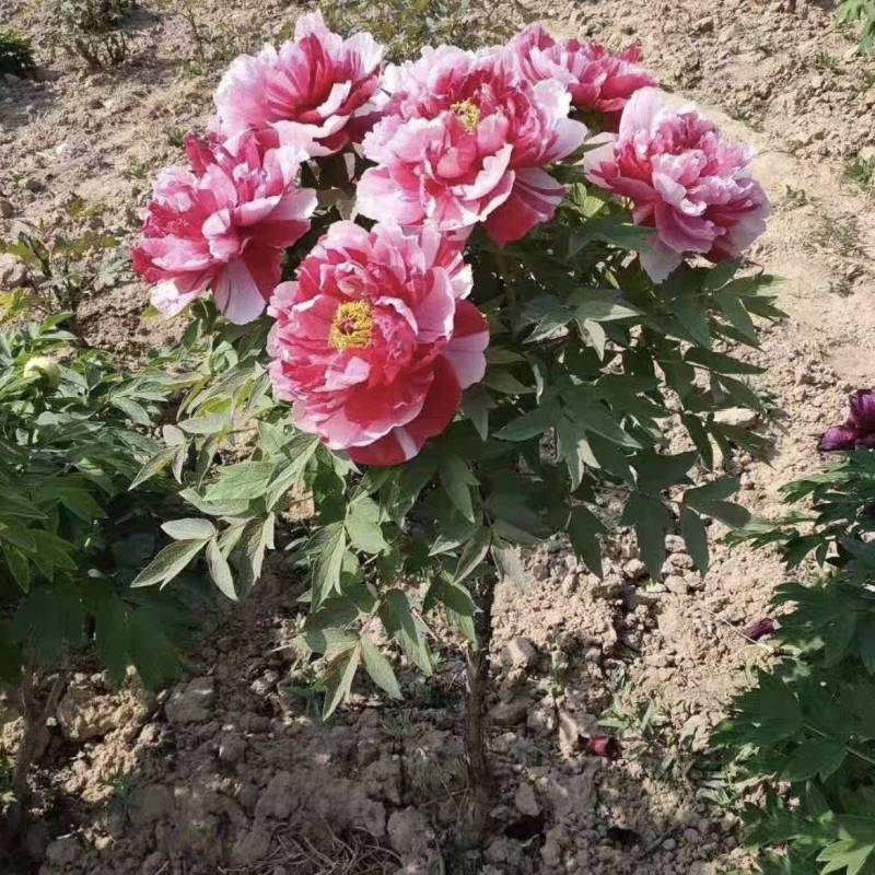 花开富贵，锦绣中华，观赏牡丹