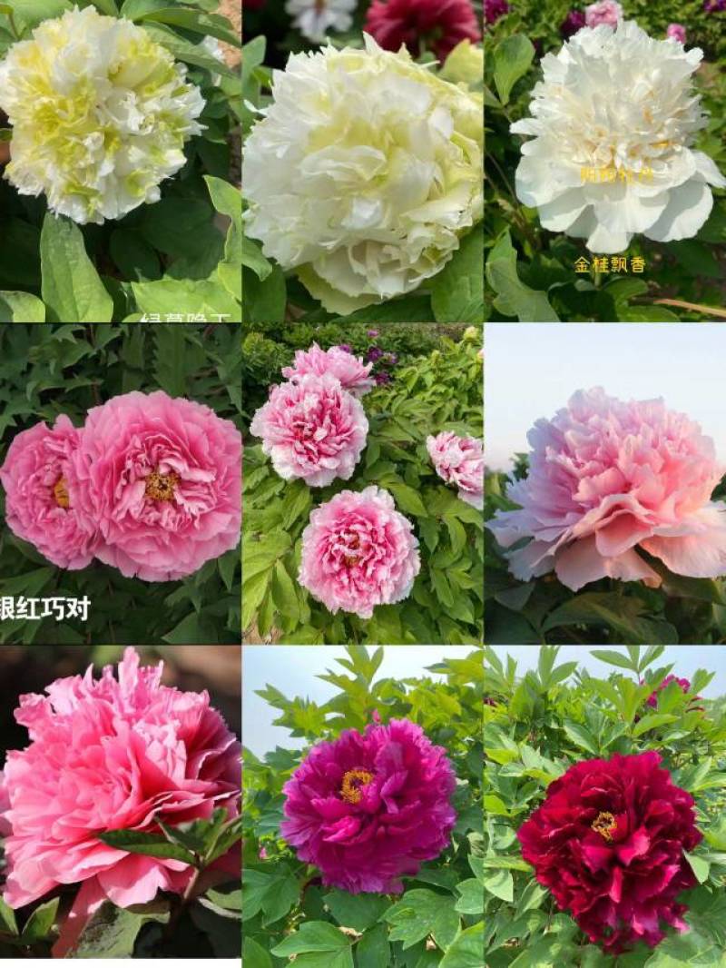 花开富贵，锦绣中华，观赏牡丹