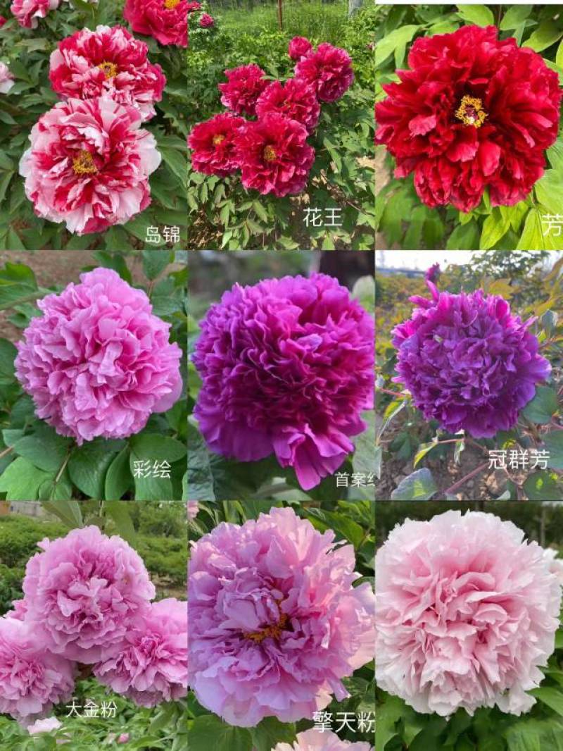 花开富贵，锦绣中华，观赏牡丹
