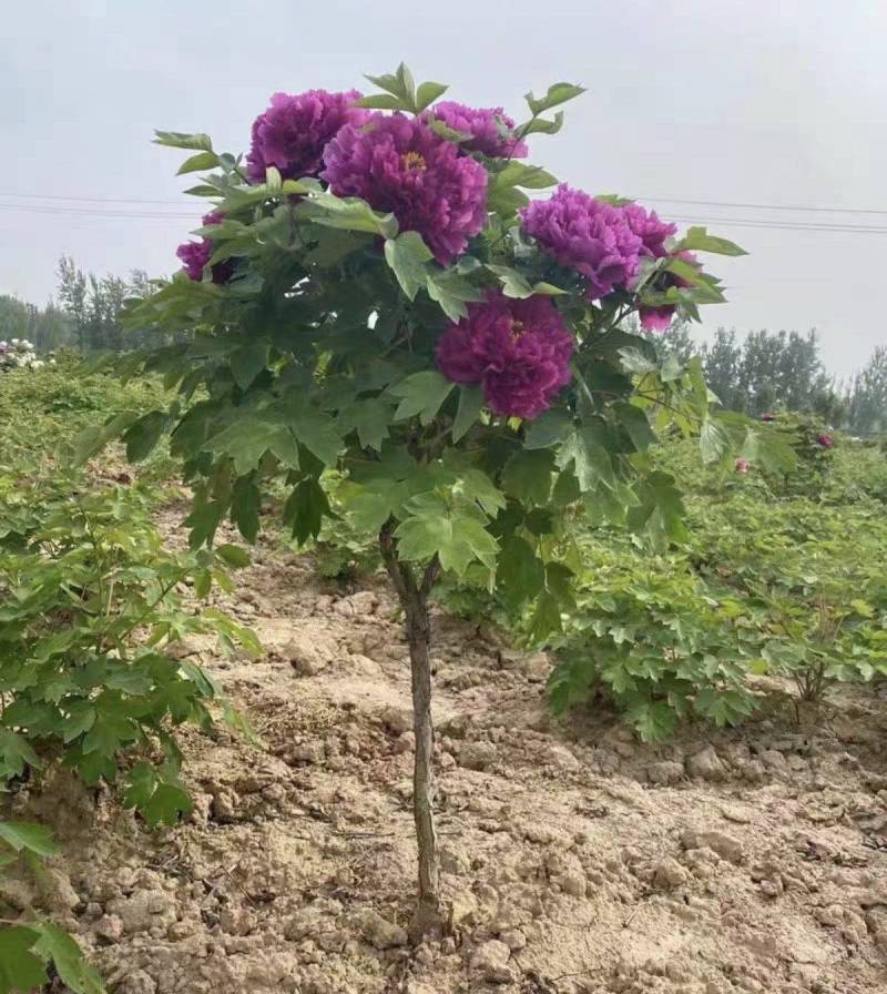 花开富贵，锦绣中华，观赏牡丹