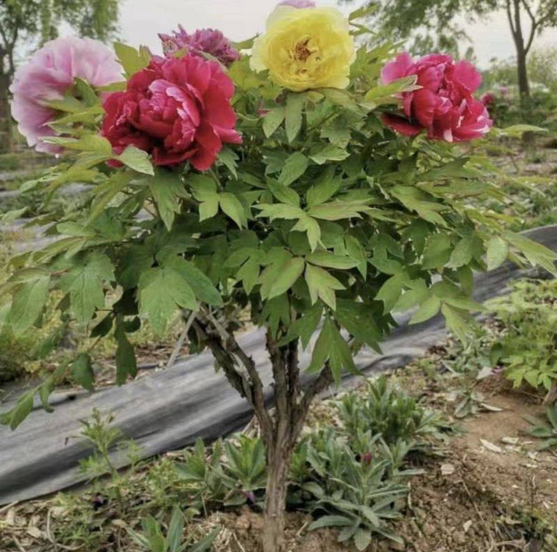 花开富贵，锦绣中华，观赏牡丹