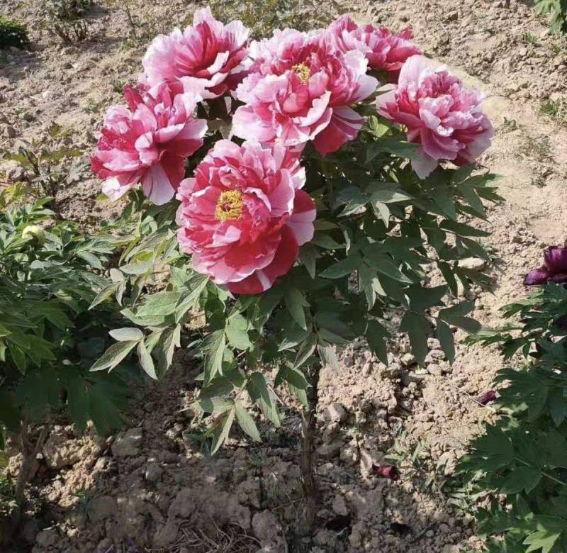 花开富贵，锦绣中华，观赏牡丹