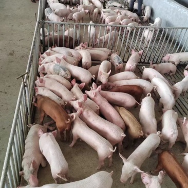 三元仔猪大量出售价格便宜，货源充足，疫苗手续齐全，包成活