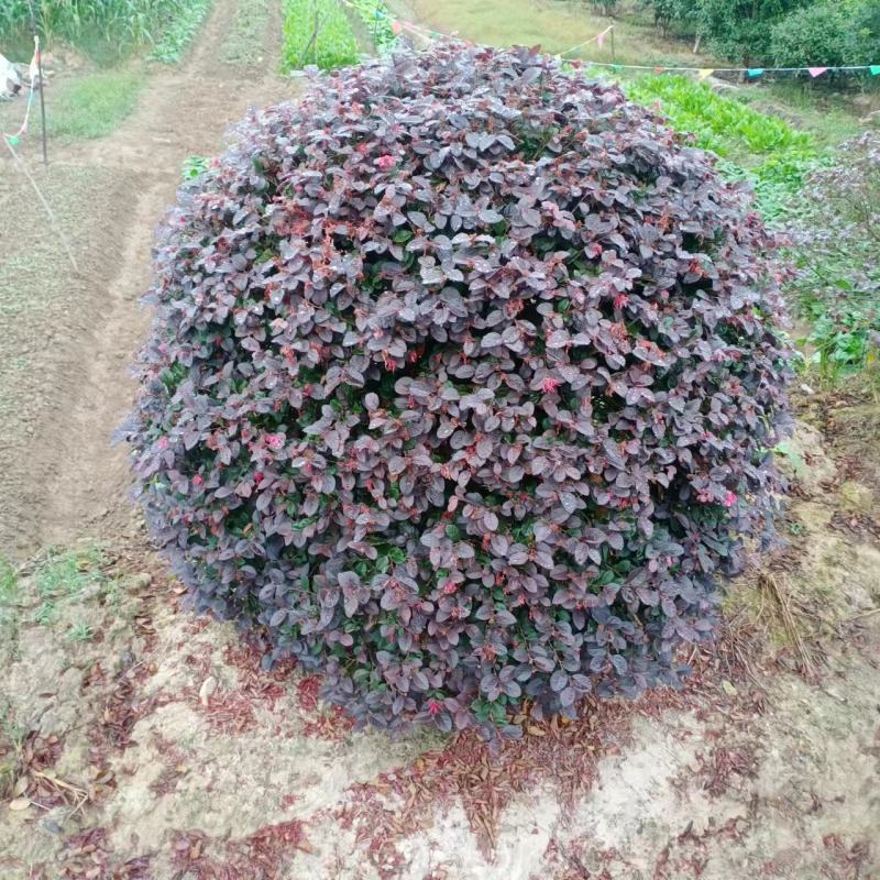 【红花继木】浙江萧山绿化苗基地货源/规格多样/量大从优