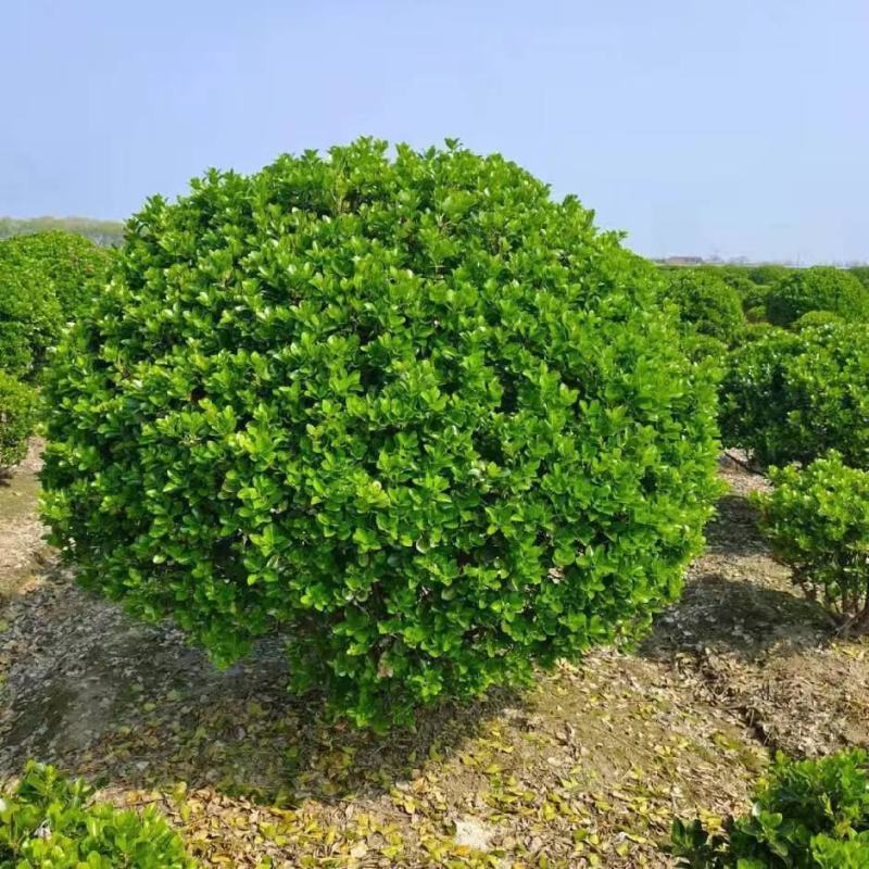 【大叶黄扬球】浙江萧山绿化苗基地货源/规格多样/量大从优