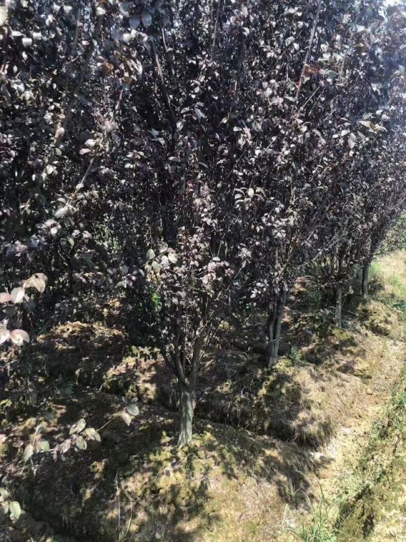 【红叶李】浙江萧山绿化苗基地货源/规格多样/量大从优