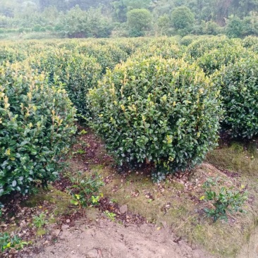 【茶梅球】浙江萧山绿化苗基地货源/规格多样/量大从优
