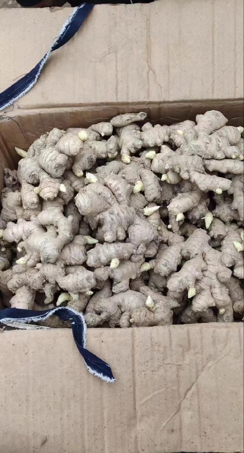 368高产姜种，一手培育，技术指导，亩产过万，全国发货