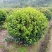 【茶梅球】浙江萧山绿化苗基地货源/规格多样/量大从优