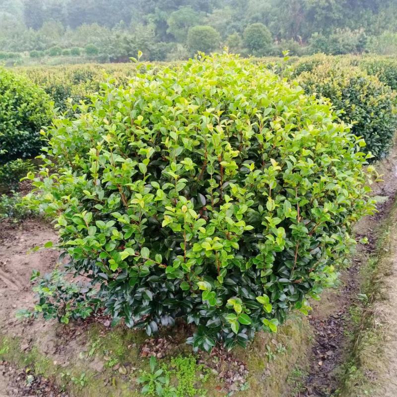 【茶梅球】浙江萧山绿化苗基地货源/规格多样/量大从优