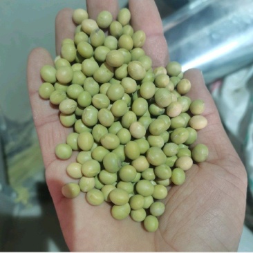 毛豆种子批发翠绿早鲜丰毛豆种毛豆种大荚型早中熟毛豆大豆种