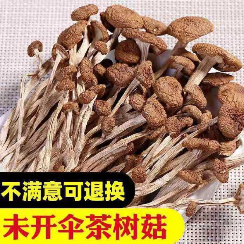 福建古田不开伞茶树菇干货甄选菇农自产鲜嫩煲汤食材