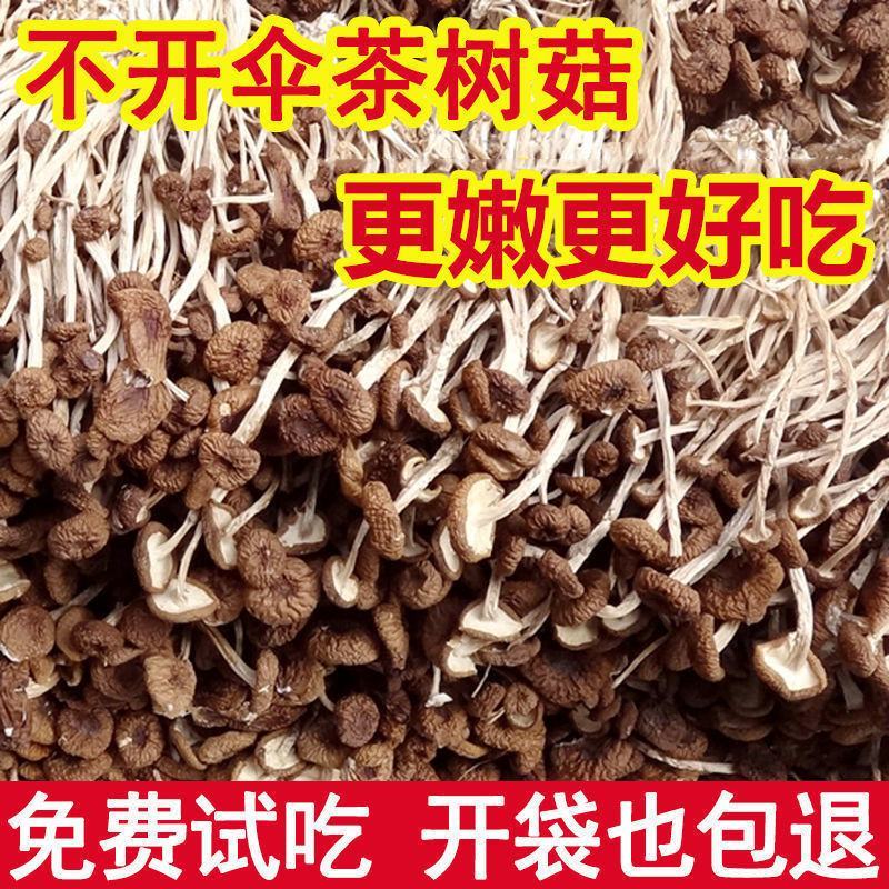 福建古田不开伞茶树菇干货甄选菇农自产鲜嫩煲汤食材