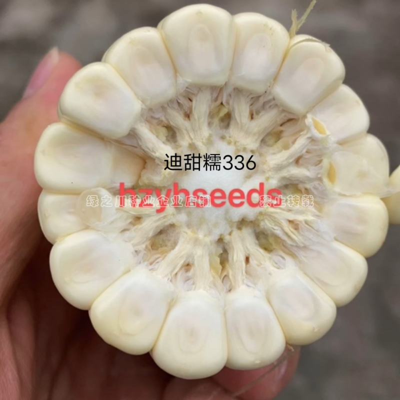 迪甜糯336玉米种子矮杆甜糯玉米种子特大棒超甜糯鲜食玉米