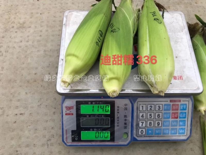 迪甜糯336玉米种子矮杆甜糯玉米种子特大棒超甜糯鲜食玉米