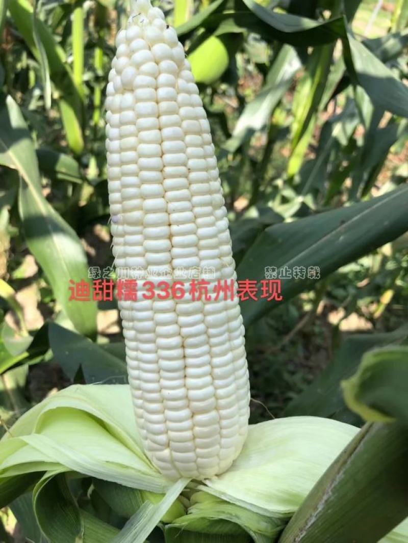 迪甜糯336玉米种子矮杆甜糯玉米种子特大棒超甜糯鲜食玉米