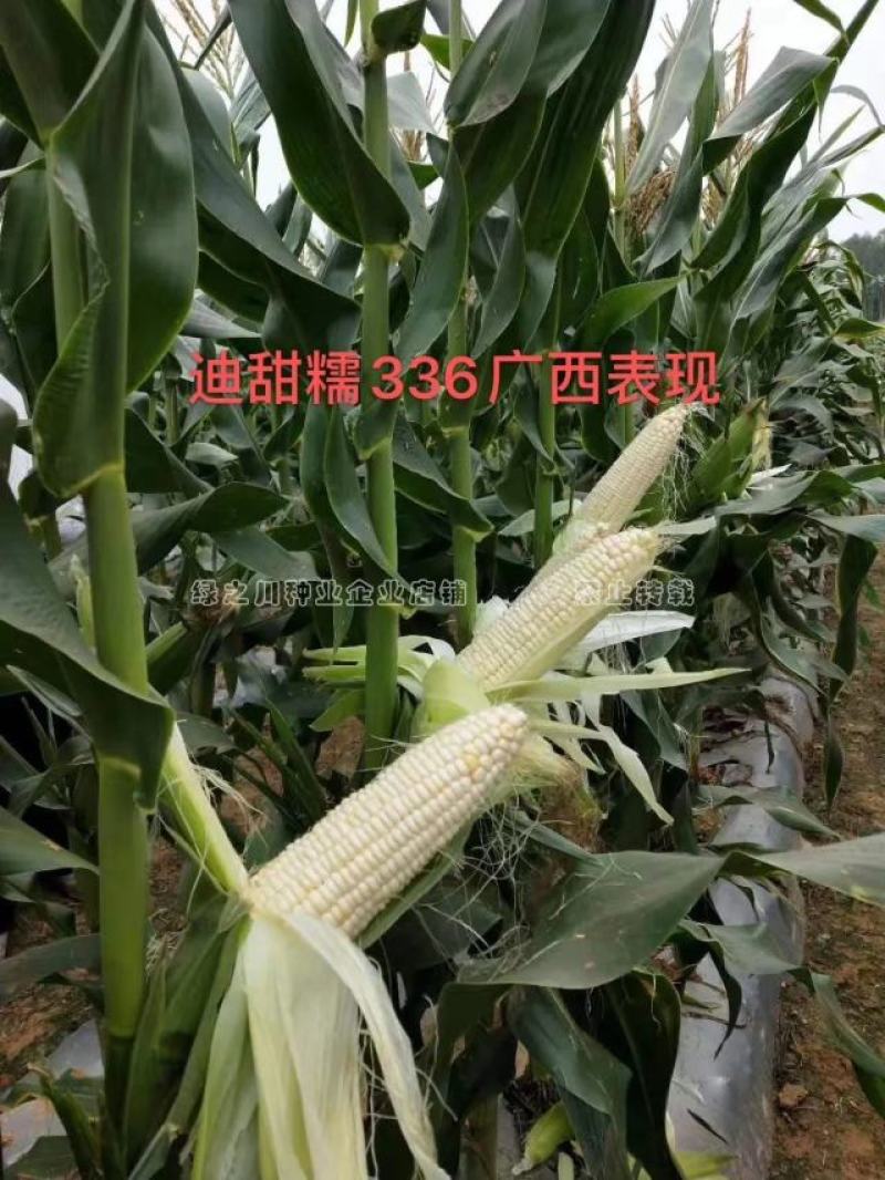 迪甜糯336玉米种子矮杆甜糯玉米种子特大棒超甜糯鲜食玉米