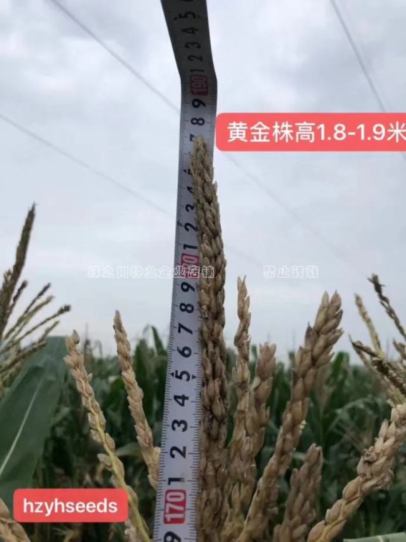 迪甜糯336玉米种子矮杆甜糯玉米种子特大棒超甜糯鲜食玉米