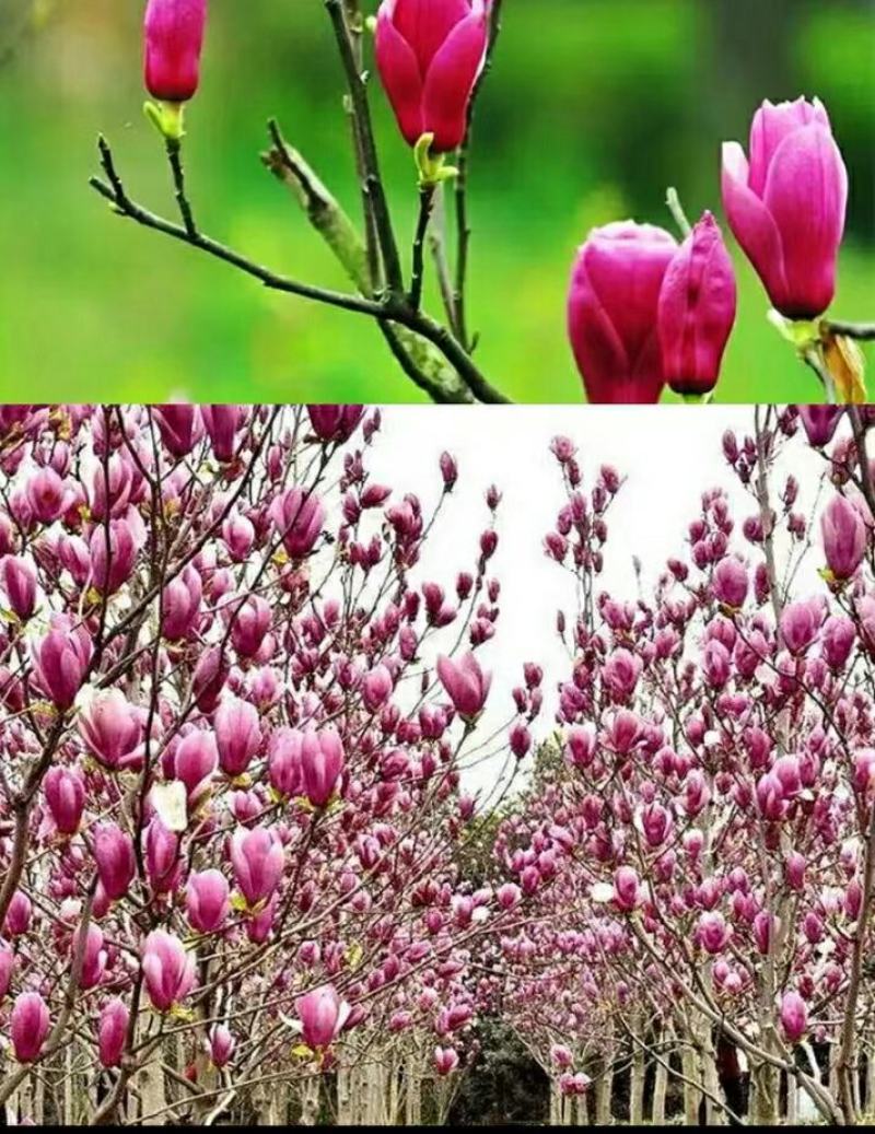 红玉兰花树花树苗庭院农家小院别墅红玉兰玉兰树苗耐寒耐冻