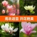 红玉兰花树花树苗庭院农家小院别墅红玉兰玉兰树苗耐寒耐冻