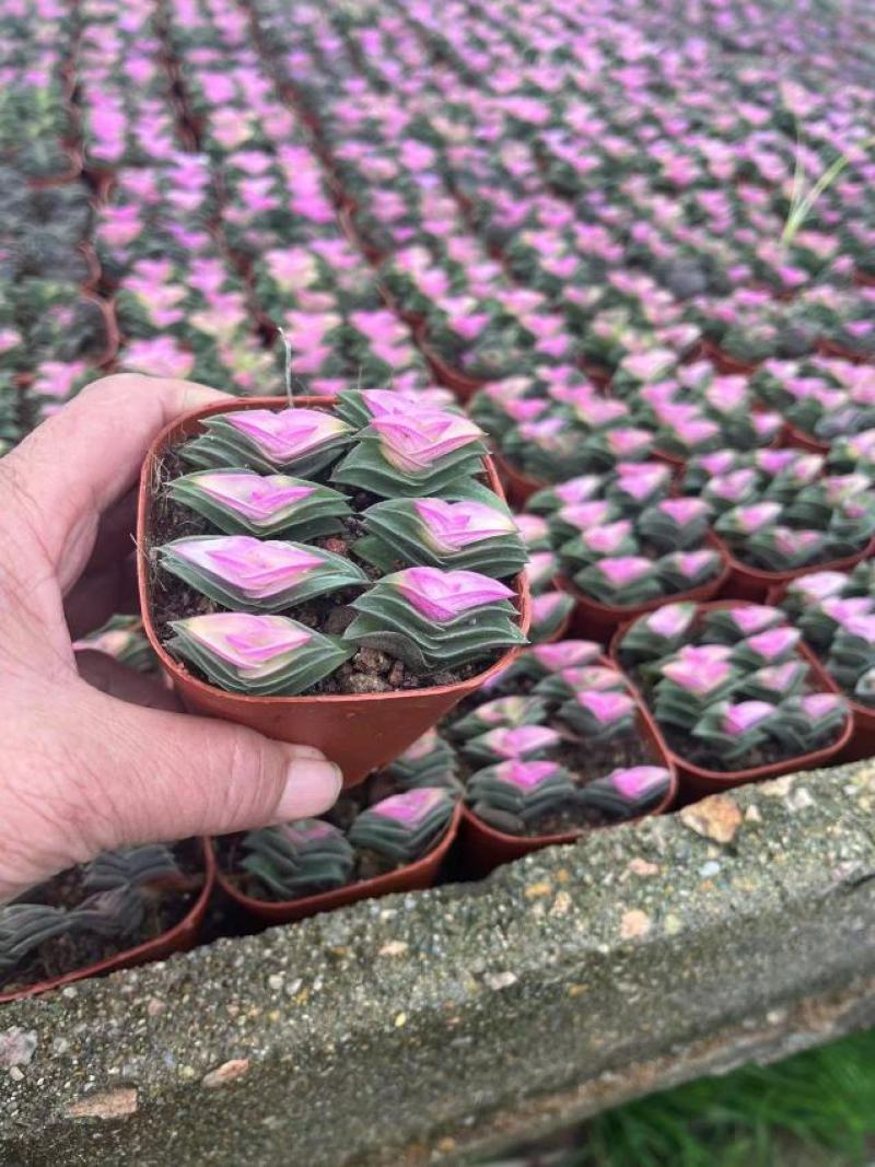 福建漳州多肉植物专业拼箱随机组合，上百种品种可供应