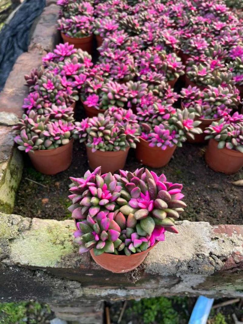 福建漳州多肉植物专业拼箱随机组合，上百种品种可供应