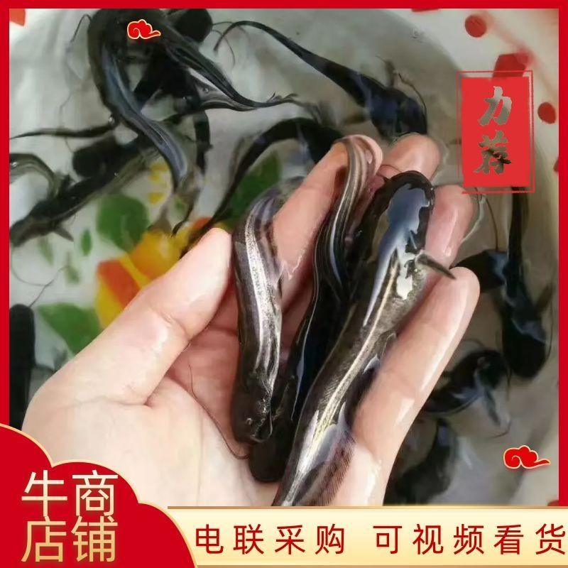【南方大囗鲶鱼苗】大鲶河鲶，养殖周期短，渔场直供，全国发货