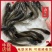 【南方大囗鲶鱼苗】大鲶河鲶,养殖周期短,渔场直供,全国发货