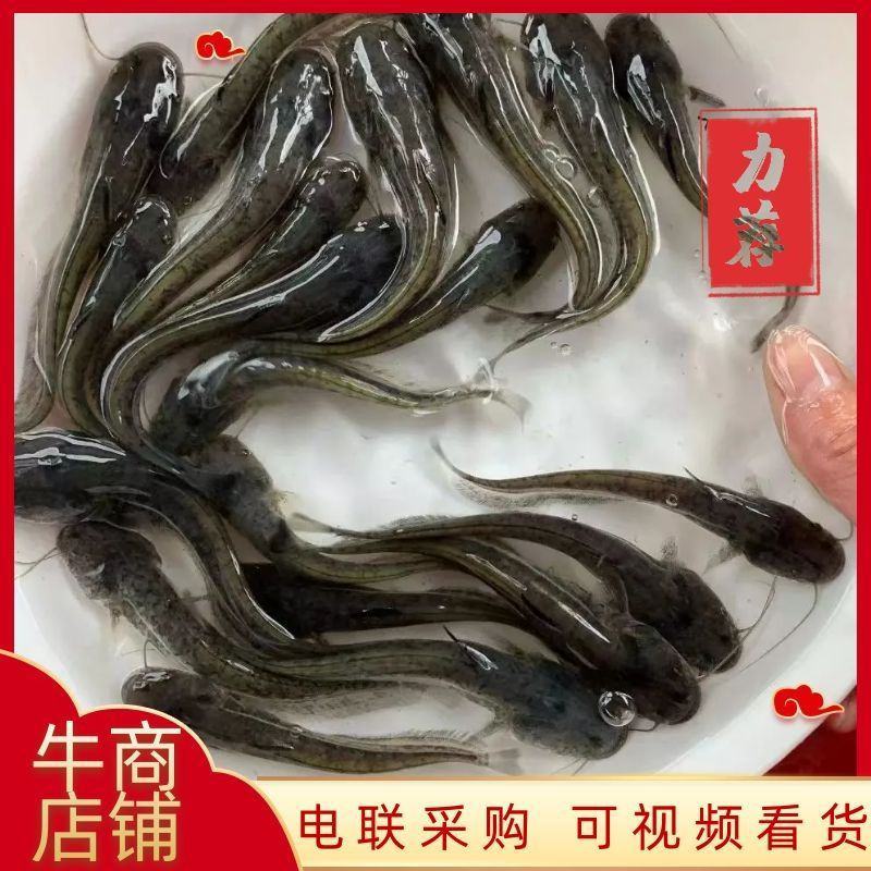 【南方大囗鲶鱼苗】大鲶河鲶，养殖周期短，渔场直供，全国发货