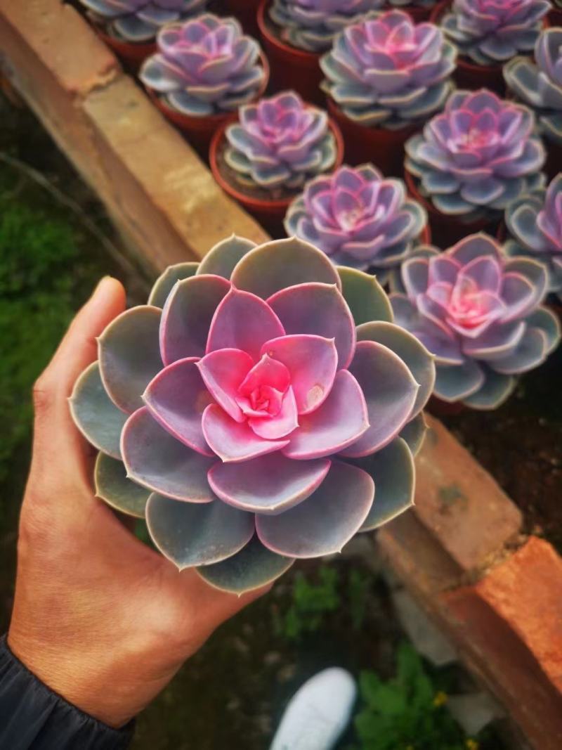福建漳州多肉植物专业拼箱随机组合，上百种品种可供应
