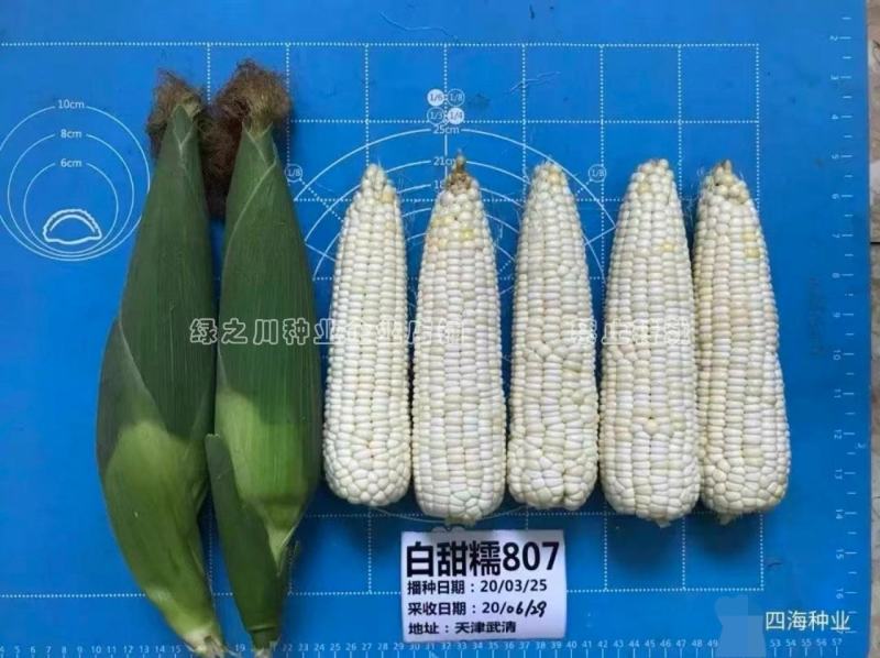 京甜糯807粘甜玉米种子大棒白色甜加糯玉米种子鲜食甜糯