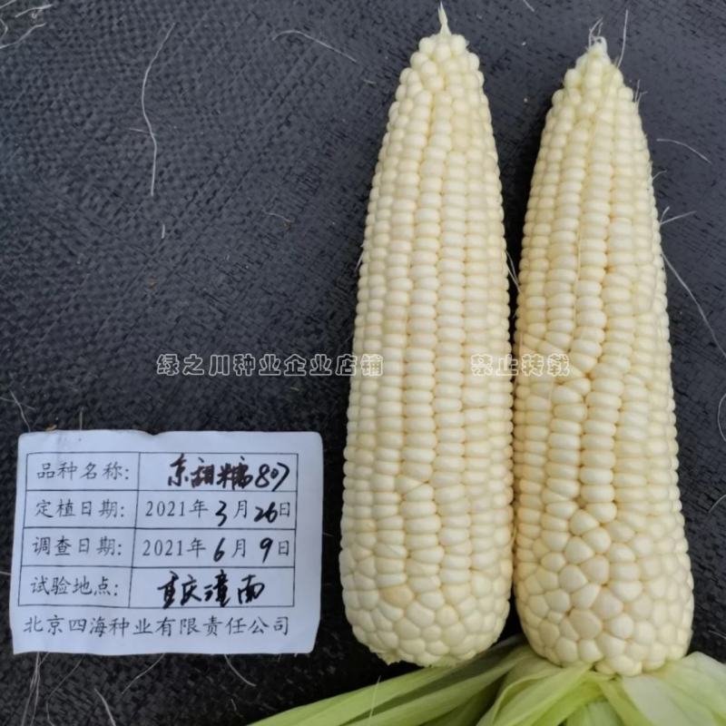 京甜糯807粘甜玉米种子大棒白色甜加糯玉米种子鲜食甜糯