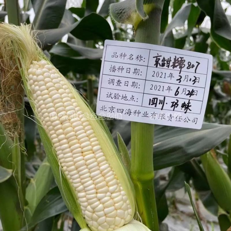 京甜糯807粘甜玉米种子大棒白色甜加糯玉米种子鲜食甜糯
