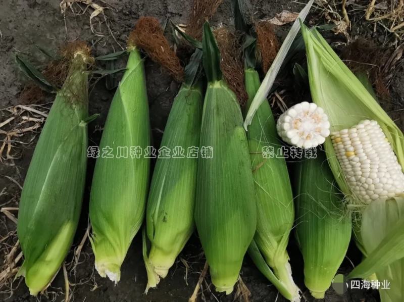 京甜糯807粘甜玉米种子大棒白色甜加糯玉米种子鲜食甜糯