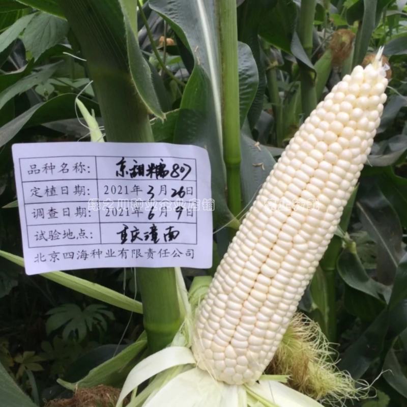京甜糯807粘甜玉米种子大棒白色甜加糯玉米种子鲜食甜糯