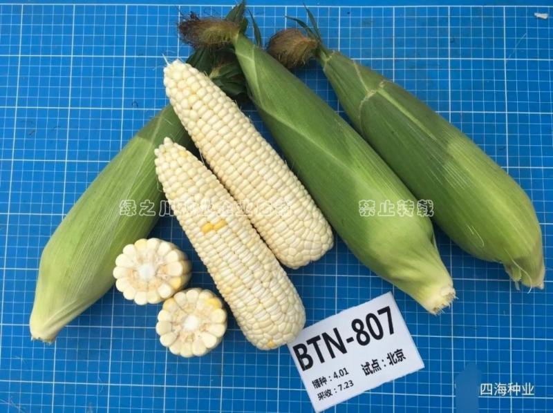 京甜糯807粘甜玉米种子大棒白色甜加糯玉米种子鲜食甜糯