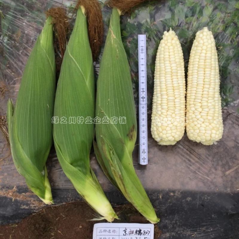 京甜糯807粘甜玉米种子大棒白色甜加糯玉米种子鲜食甜糯