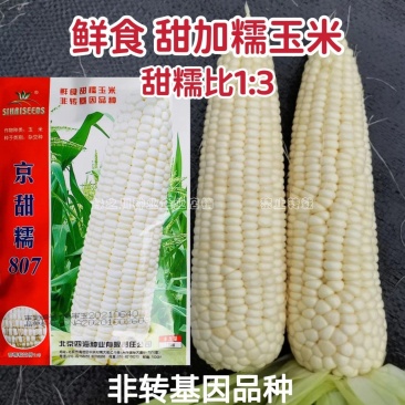 京甜糯807粘甜玉米种子大棒白色甜加糯玉米种子鲜食甜糯
