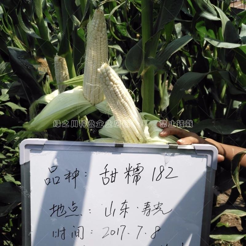 超甜糯玉米种子北京华耐甜糯182号甜加糯玉米种子皮薄软糯