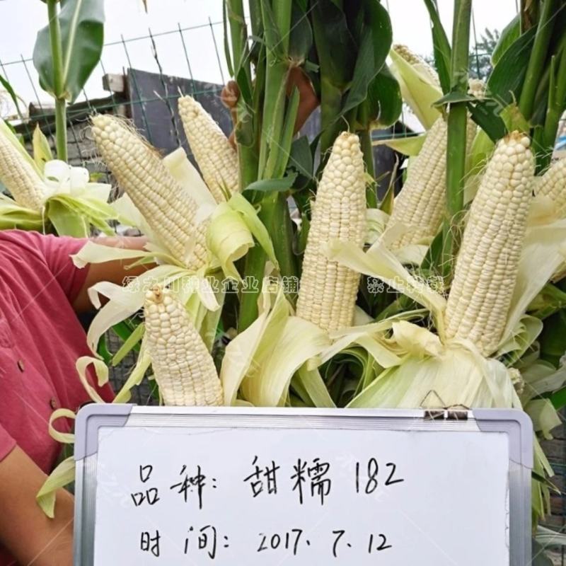超甜糯玉米种子北京华耐甜糯182号甜加糯玉米种子皮薄软糯