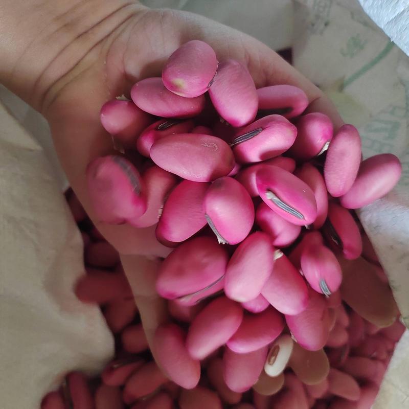 红刀豆