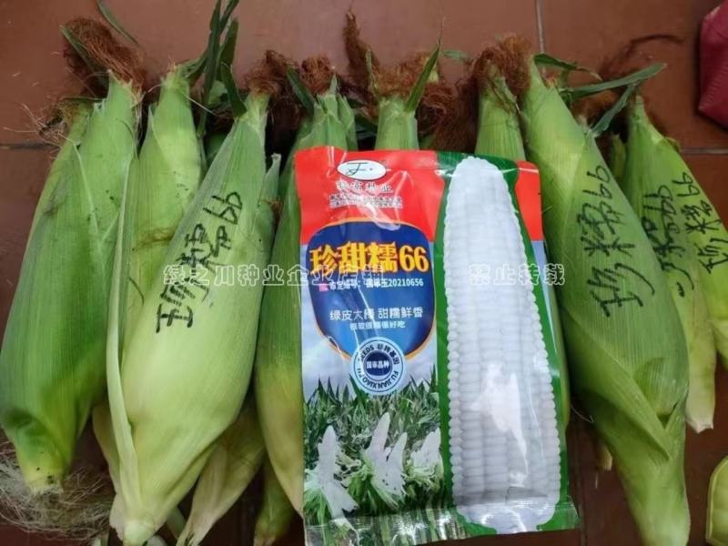 晓富国审玉米种子甜糯鲜香绿皮大棒珍甜糯66白甜糯玉米种子