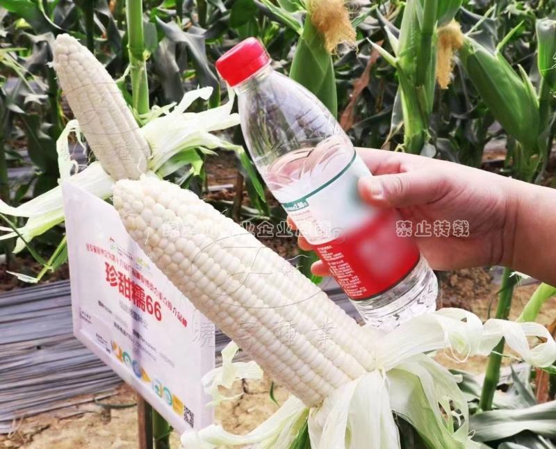 晓富国审玉米种子甜糯鲜香绿皮大棒珍甜糯66白甜糯玉米种子