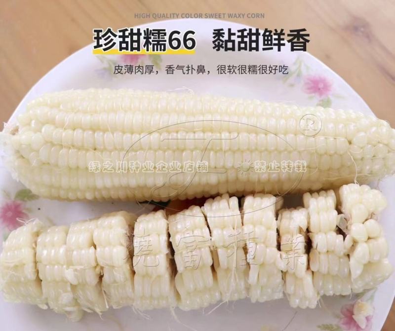 晓富国审玉米种子甜糯鲜香绿皮大棒珍甜糯66白甜糯玉米种子